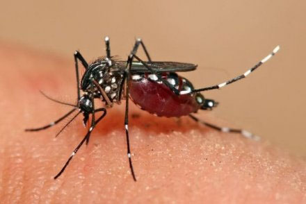 Nyamuk Aedes Aegypti yang membawa virus Zika. (Credit: ABC licensed) 
