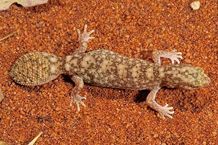 Spesies tokek yang baru, bernama Diplodactylus ameyi, ini telah ditemukan di pedalaman Queensland. (Foto: Angus Emmott) 