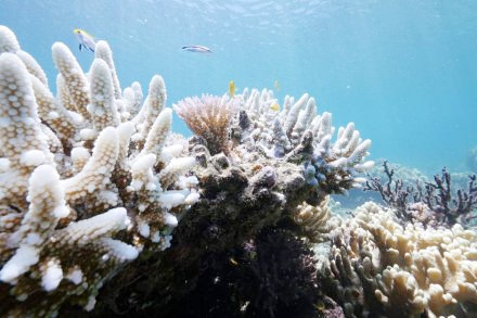 Dampak pemutihan terumbu karang massal yang terlihat di perairan dangkal di Lizard Island, Great Barrier Reef. 