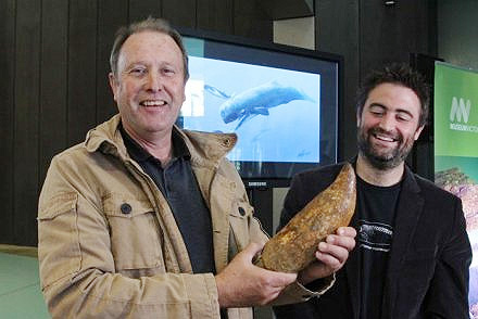 Murray Orr dan Dr Erich Fitzgerald dengan fosil gigi terbesar yang pernah ditemukan di Australia. (Credit: ABC) 