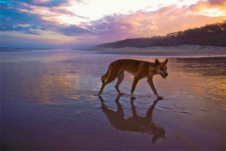Di Australia ia menikmati keindahan alam liarnya. Foto: Queensland Government.