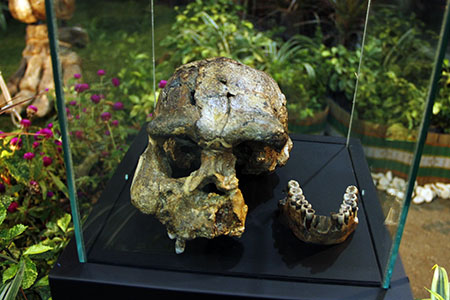 Fosil Manusia Purba 700 Ribu Tahun Ditemukan di Flores 