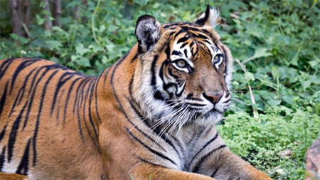 Setia, sang harimau Sumatera, yang lahir di kebun binatang Perth Zoo tahun 2000. (Foto: kiriman/Perth Zoo)