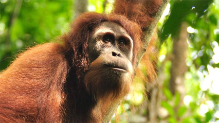 Nyaru, orangutan yang dibebaskan ke alam bebas Sumatera.  FOTO : Koleksi Perth Zoo