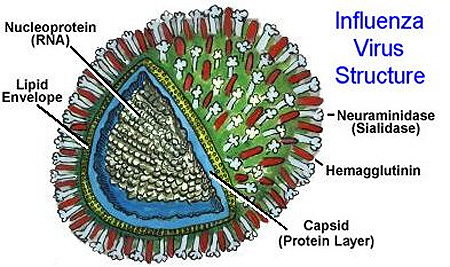 Ilustrasi virus influensa. FOTO : www.scientificpsychic.com