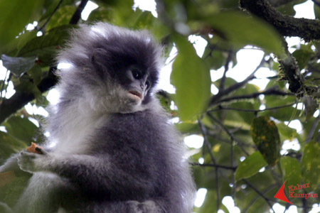 Surili (Presbytis comate) adalah primata endemik Jawa Barat yang lebih sering mengalah dan berbagi dengan kompetitor. FOTO : FRINO BARIARCIANUR