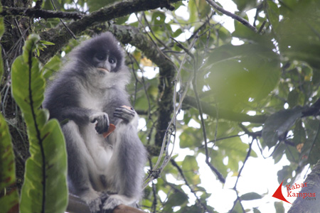 Surili (Presbytis comata), primata endemik Jawa Barat dilepasliarkan di kawasan Cagar Alam Situpatenggang. Surili merupakan maskot PON Jabae 2016. FOTO : FRINO BARIARCIANUR