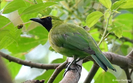 Spesies Burung Indonesia bertambah
