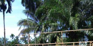 Program Unggulan KKN Mahasiswa Unand di Ladang Panjang