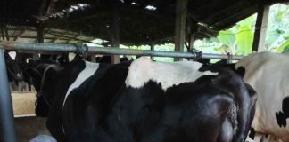 Singkat Namun Bermakna, Perjalanan ke Kampung Adat Segunung