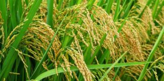 Kapitalisme dan Harga Pangan di Indonesia