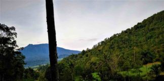 Masalah Mahalnya Beras Harus Dilihat Secara Luas dan Mengakar