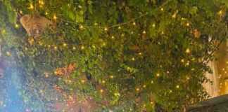 Nuansa Ramadan di Tunisia: Perpaduan Antara Spiritualitas dan Budaya