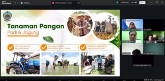Strategi Ketahanan Pangan hingga Inovasi Teh Daun Mangga Akademik UM