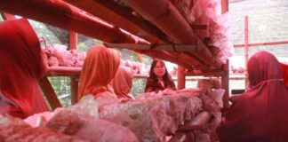 Kembangkan Smart Farming Budidaya Jamur dan Tanaman Obat, Mahasiswa S1 Farmasi UPH Raih Hibah PPK Ormawa 2026